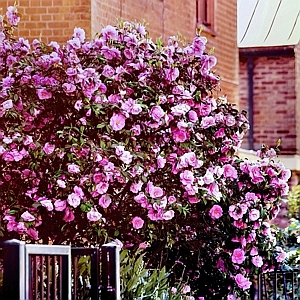 Camellia Autumn Sentinel Sasanqua